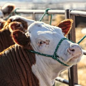 Герефордский бык Дональд, 18 мес