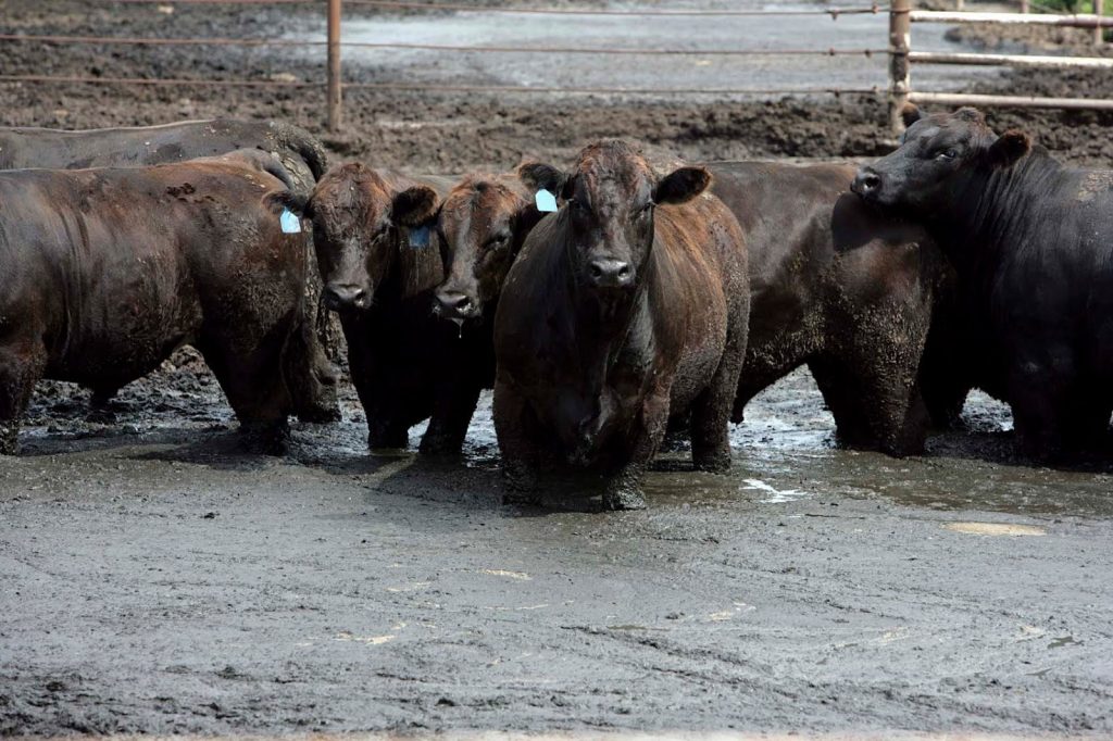 Грязь на пастбищах