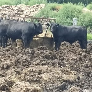 Молодые бычки Абердин-ангусы