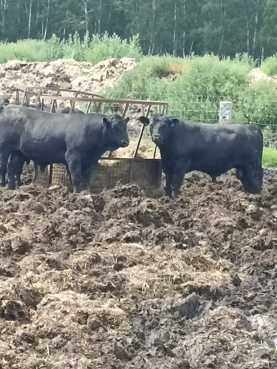 Молодые бычки Абердин-ангусы