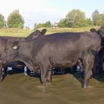 Стельные коровы Абердин-ангус (КФК Афанасьев А.В.)
