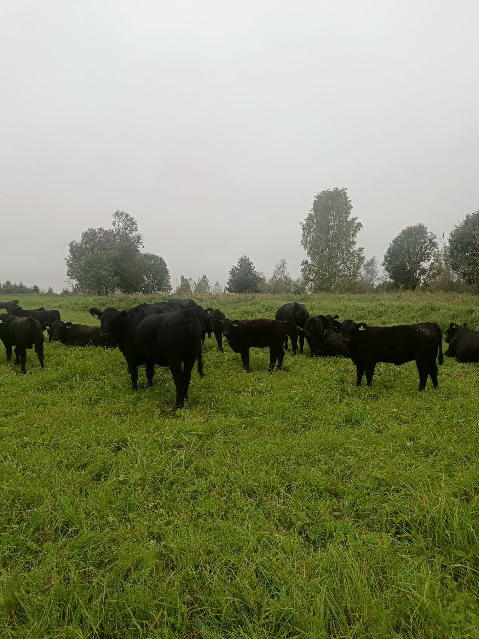 Тёлочки абердин-ангус 2025 года — партия 50 голов, КФХ Афанасьев