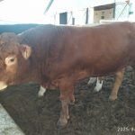 Лимузин — племенной бычок, комолый, генотипирован, спокойный характер