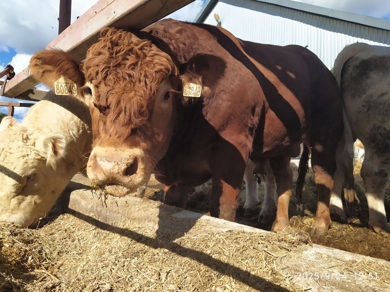 Племенной бычок лимузинской породы — 19 месяцев, 570 кг, комолый (Молочная Фабрика)