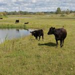 Стельные коровы Абердин-ангус (КФК Афанасьев А.В.)