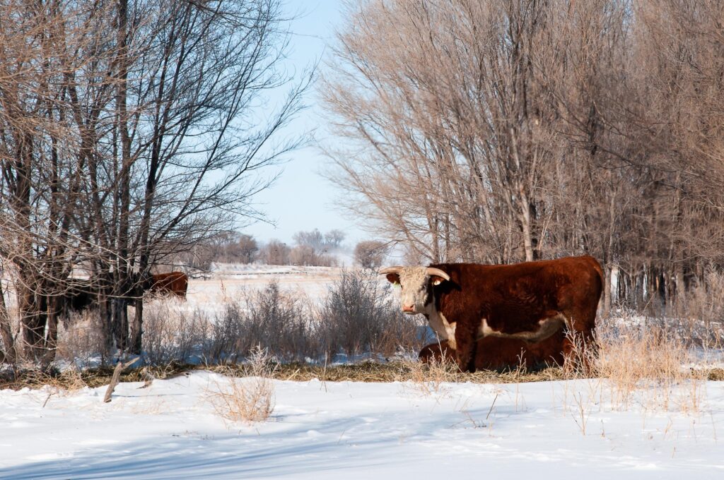 Зимнее содержание быков